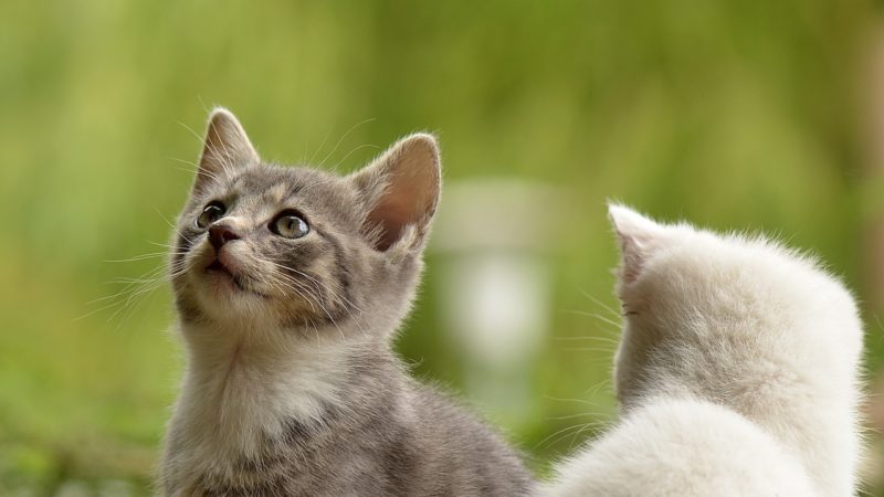 Ha råd med katt oavsett vad du tjänar