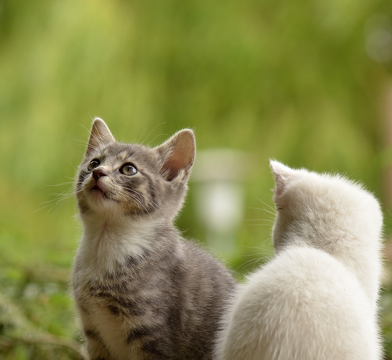 Ha råd med katt oavsett vad du tjänar