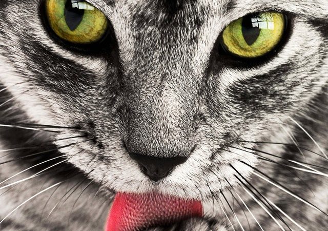 Hur Fungerar ett Kattlån?