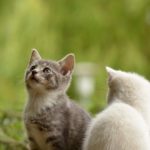 Ha råd med katt oavsett vad du tjänar